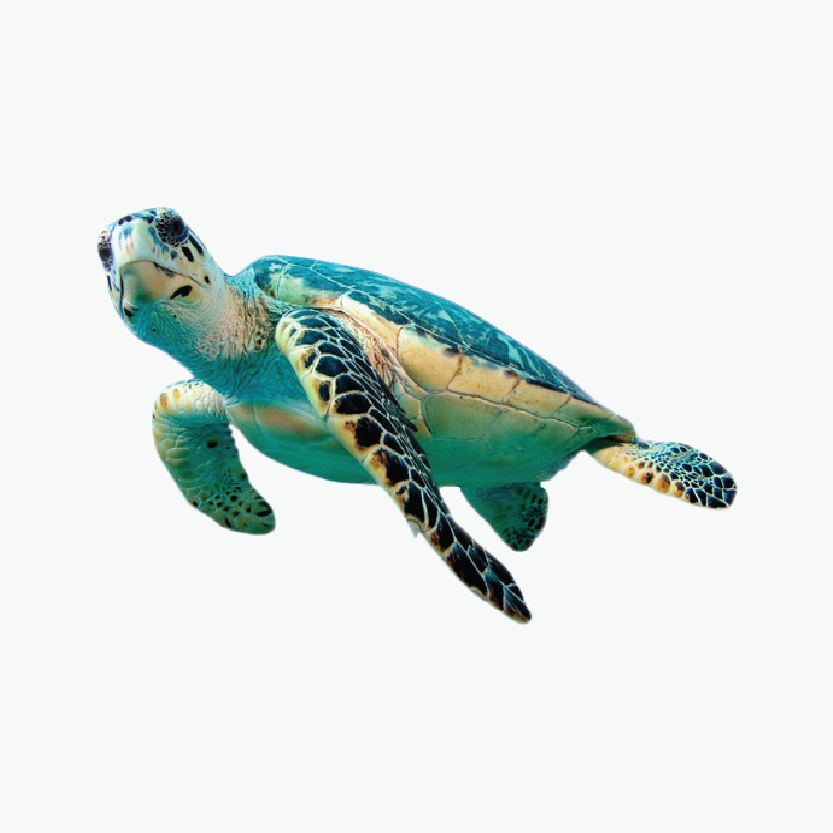 Turtle